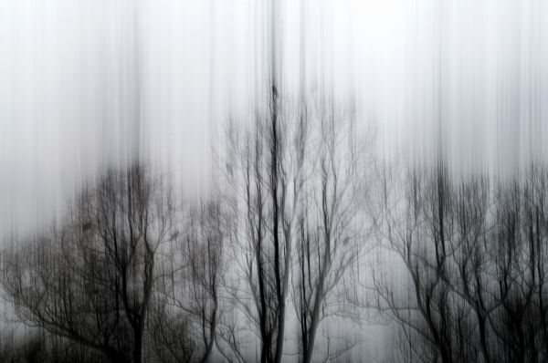 sunlight, trees, forest, lights, drawing, contrast