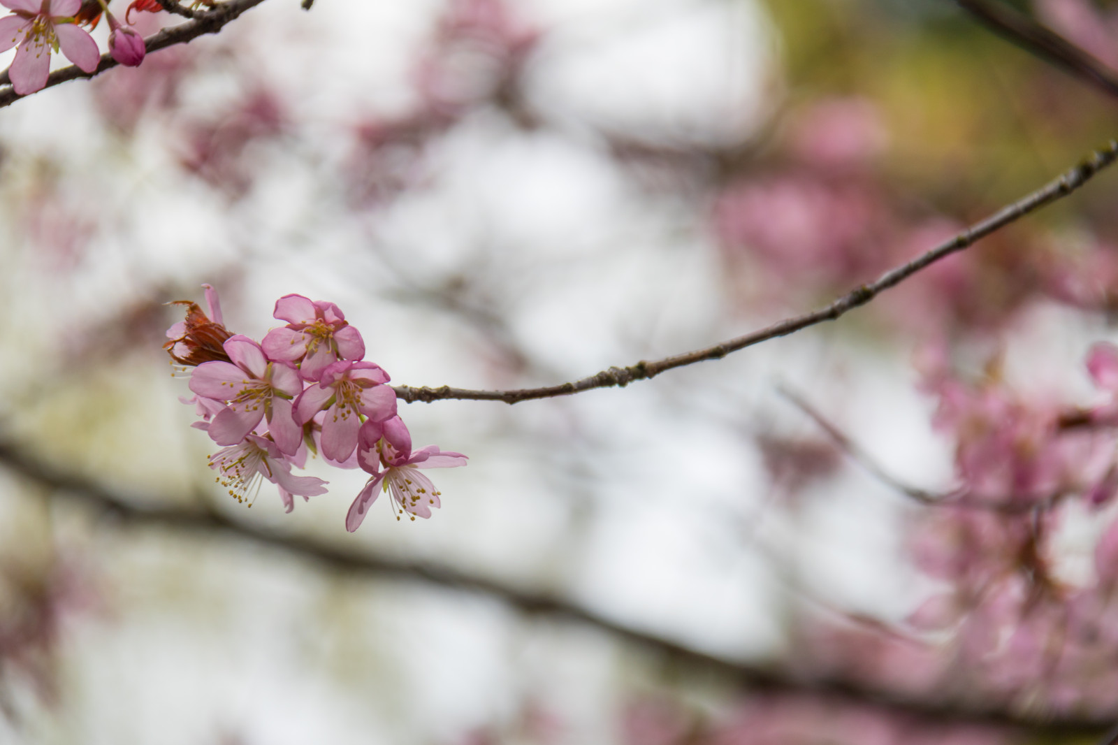 Lebensmittel, Ast, Kirschblüte, blühen, Rosa, Frühling, Blatt, Blume, Pflanze, Jahreszeit, Kirsche, Flora, Blomma, Trelleborg, Blütenblatt, Rosa, Zweig, produzieren, Botanik, Nahansicht, Makrofotografie, Pflanzenstamm