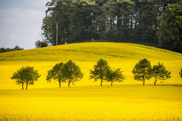 landscape,field,food,yellow,Rapeseed,flower