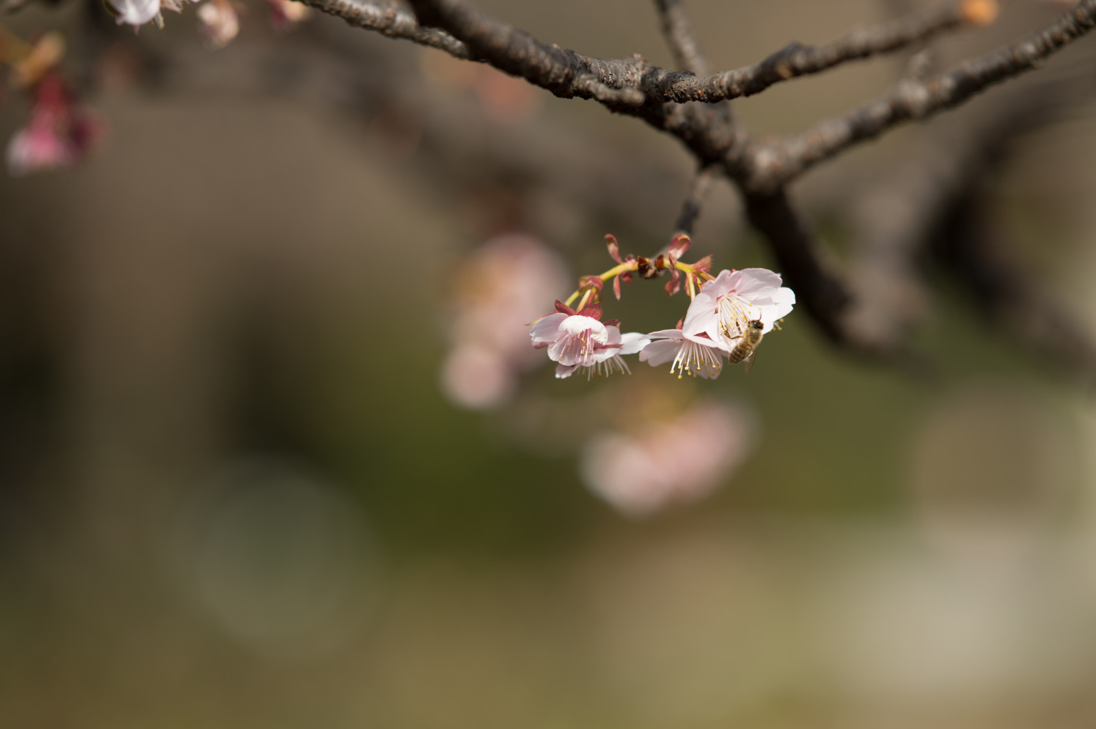 Japonsko, Příroda, park, fotografování, větev, Třešňový květ, Nikon, květ, jaro, Tokio, jp, strom, NIKKOR, podzim, list, květ, rostlina, flóra, pupen, okvětní lístek, shinjukgyoen, Shinjuku, afs105mmf14eed, afsnikkor105mmf14eed, df, větvička, vyrobit, botanika, zblízka, makro fotografie