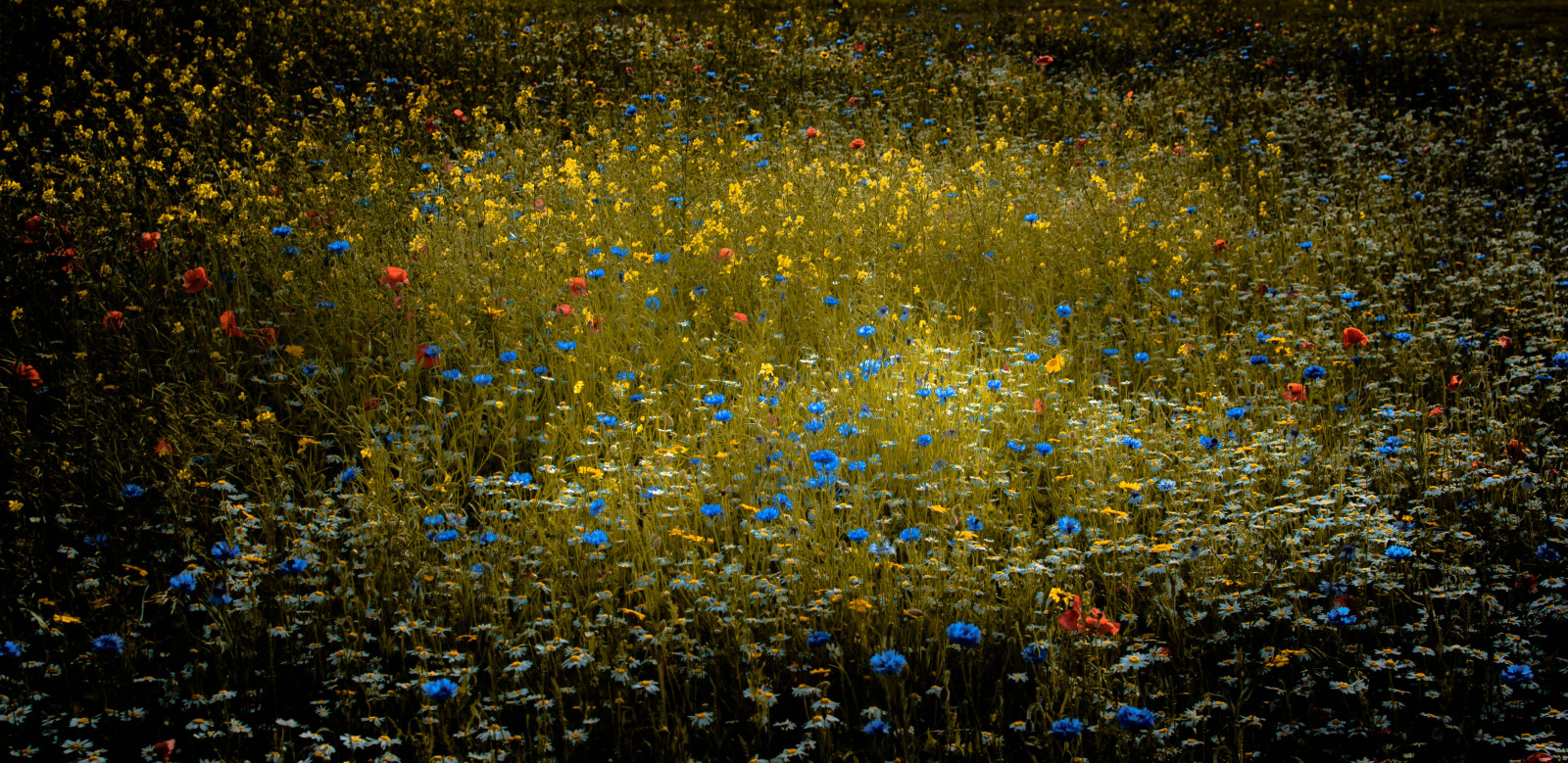 Spojené království, květiny, modrý, letní, květ, zelená, květinový, žlutý, 35MM, nasycený, Nikon, nasycení, květy, NIKKOR, 35, divoká rostlina, vinětace, summerflowers, d90, 18g