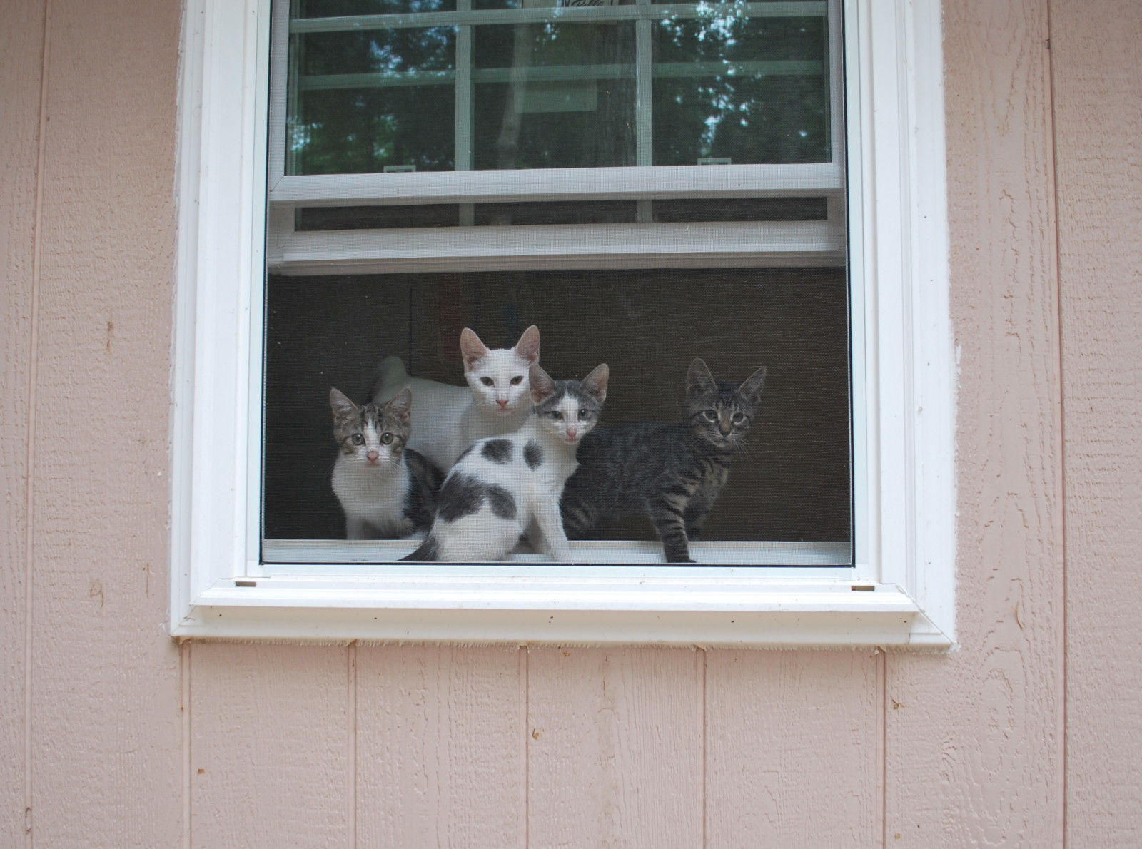 okno, povídat si, koťata, gato, macska, gatto, kot, Kocka, kedi, chatte, katt, Kissa, Kottur, Macka, kucing, Gattini, kate, ma ek, ka je, cc100, gorbe, kittenmagazine, kittysuperstar, Goathouserefuge, V kavárně, Pi sic