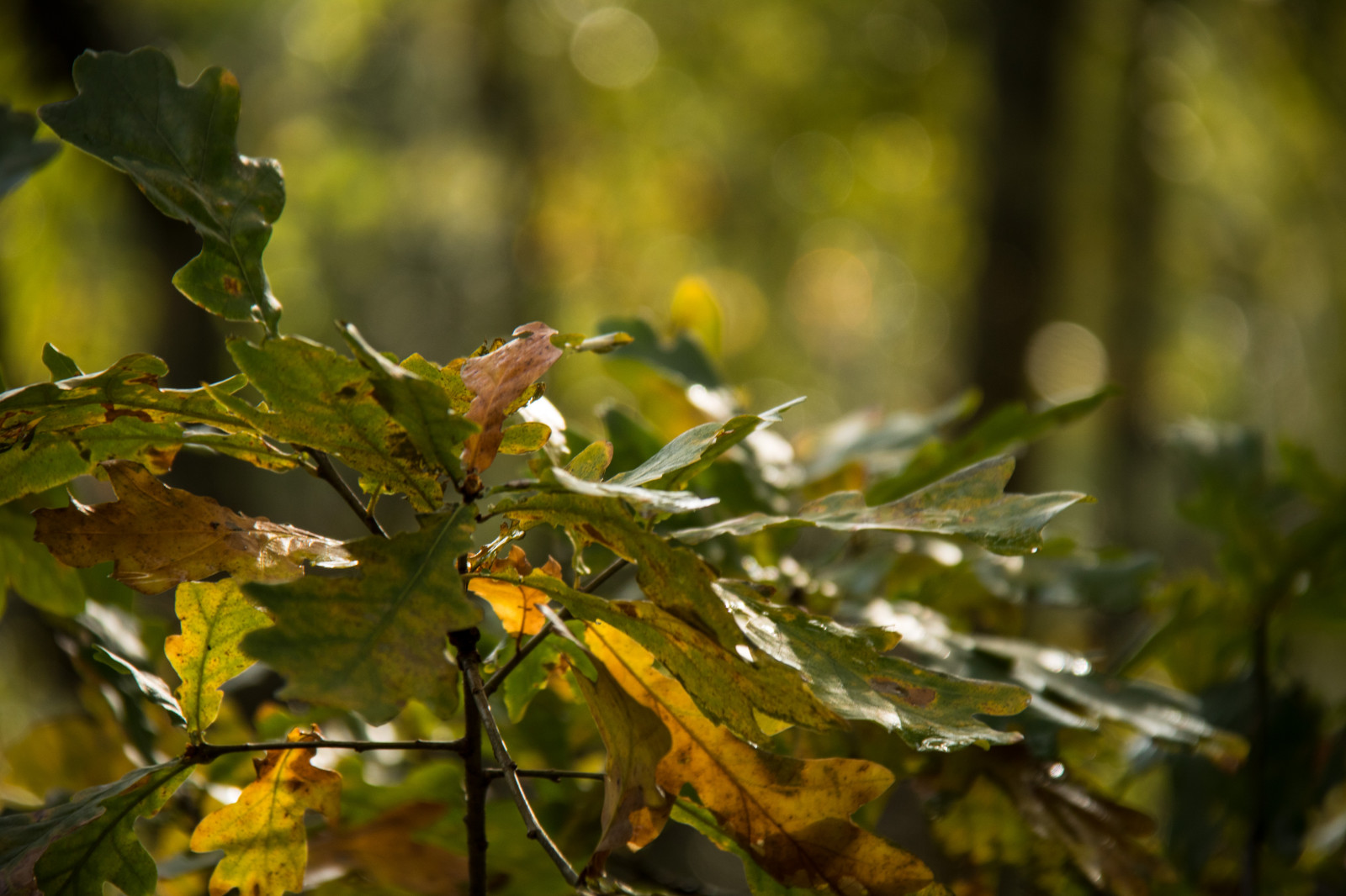 luce del sole, foresta, natura, ramo, verde, giallo, natura, fiorire, albero, autunno, foglia, fiore, pianta, stagione, flora, h st, l v, Beddingestrand, modello canoneos760d exif, geocountry, Marca fotocamera Canon, Geocity, modello di fotocamera canoneos760d, geostate, geolocalizzazione, Lente exif efs18200mmf3556is, apertura exif 56, exif focalLength 200 millimetri, exif fare canon, exif ISOSPEED 200, fauna, produrre, botanica, impianto di terra, pianta fiorita, pianta legnosa, avvicinamento, arbusto, fotografia macro, deciduo