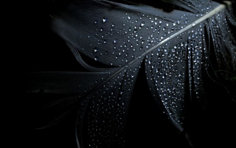 black, monochrome, photography, night, feathers, blue black, monochrome, photography, night, feathers, blue