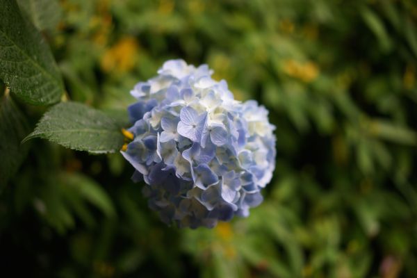 7, nature, green, Sony, blossom, Tokyo