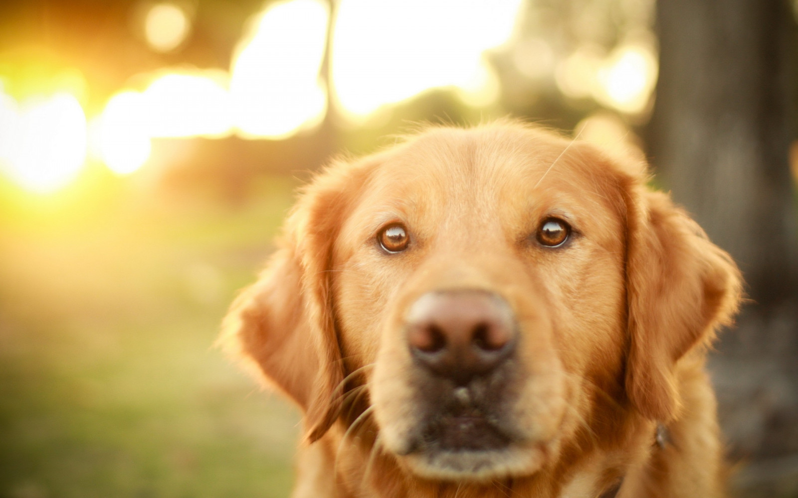 slunečnímu záření, oči, Pes, nos, Labradorský retrívr, Nova Scotia duck tolling retrívr, štěně, savec, obratlovců, pes jako savec, Zlatý retriever, carnivoran, psí plemeno, čenich, retriever, věrnost