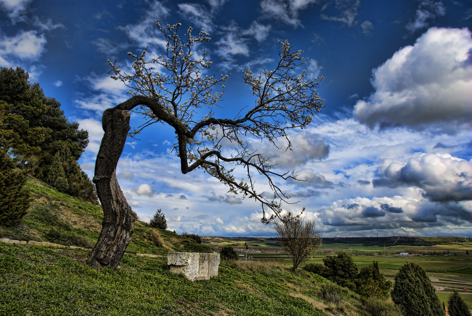 krajina, květiny, kopec, Skála, Příroda, tráva, nebe, pole, mraky, větev, zelená, modrý, národní park, květ, divočina, jaro, azul, chůze, mrak, strom, hora, lučina, rostlina, cielo, mraky, primavera, flores, arbol, pastvina, louka, vynikající, paseo, verde, zálesí, prérie, newgoldenseal, hierba, venkov, počítač tapeta, dřevina, meteorologický jev, Palencia, Otero