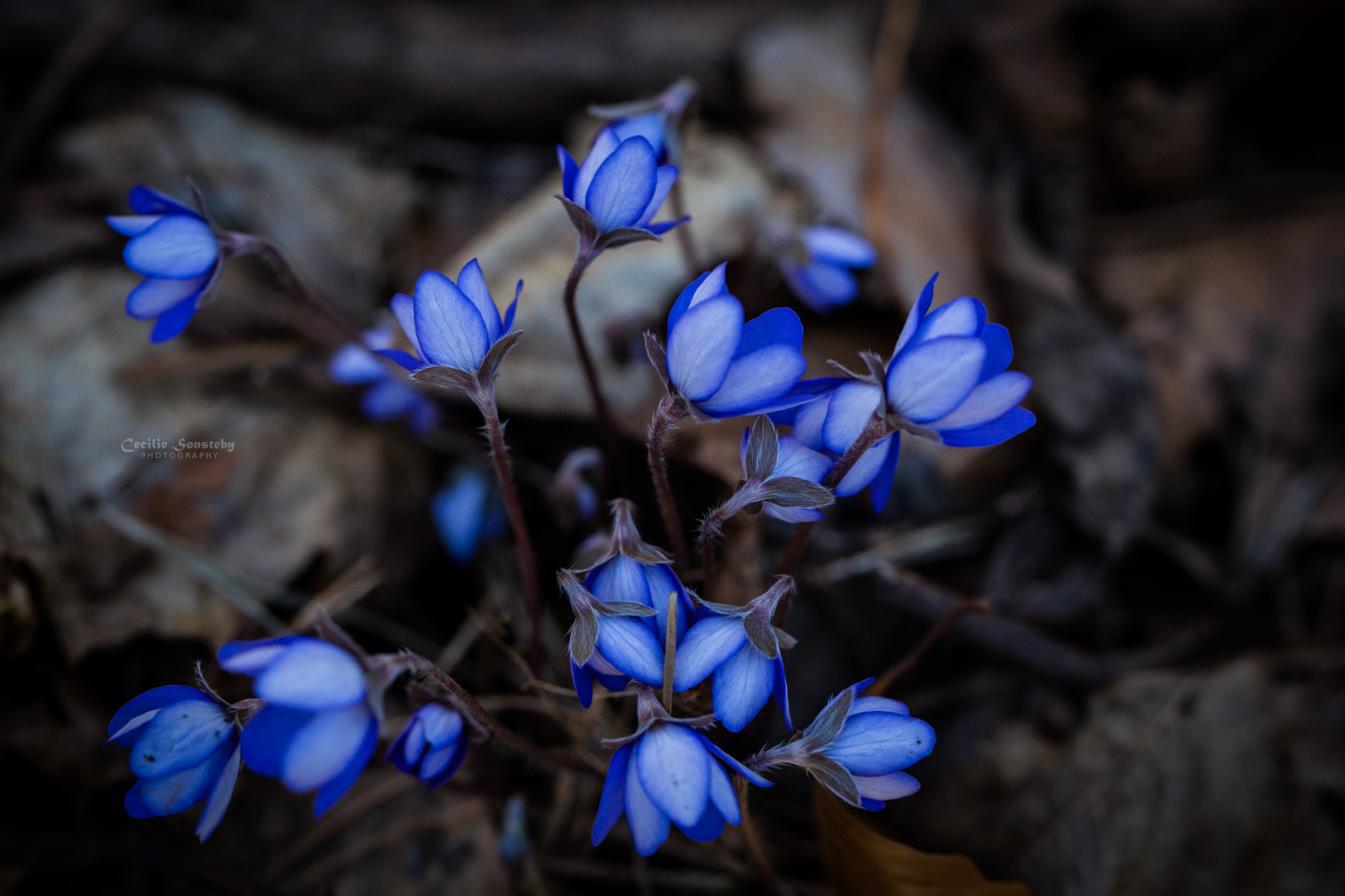 květiny, modrý, květ, makro, Oslo, Norsko, detailní, les, Kánon, Lístky, jaro, nachový, bokeh, venkovní, ngc, okvětní lístek, stonky, duben, Bygd y, jaterník, markiii, bl sippa, anemonehepatica, canon5dmarkiii, ef100mmf28lmacroisusm