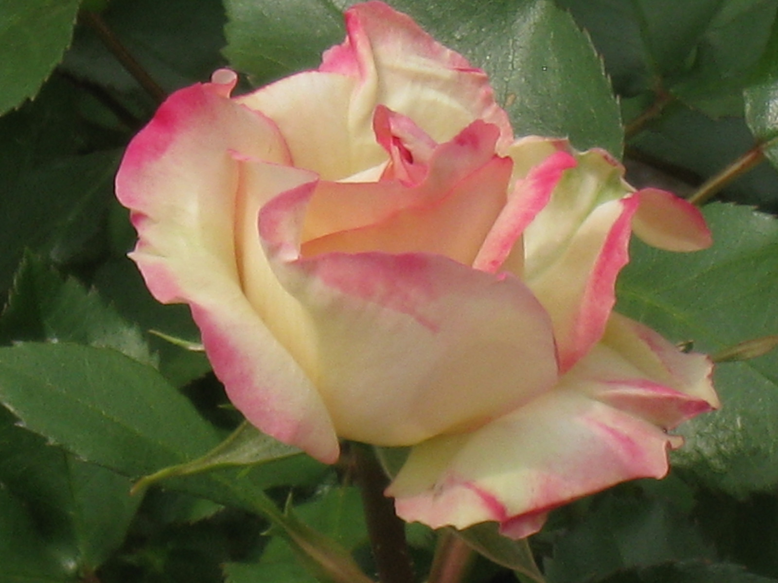 květiny, zahrada, park, fotografování, růže, samuraj, kultura, květ, rostlina, růže, okvětní lístek, excellentsflowers, flickrflorescloseupmacros, flowersarebeautiful, exquisiteflowers, topshots, theoriginalgoldseal, mixedflowers, mimamorflowers, panoramafotografico, rosesforeveryone, suchozemská rostlina, kvetoucí rostlina, zahradní růže, růže rodina, růže objednávka, floribunda, rosa centifolia, Iwakuni, feudální, japana