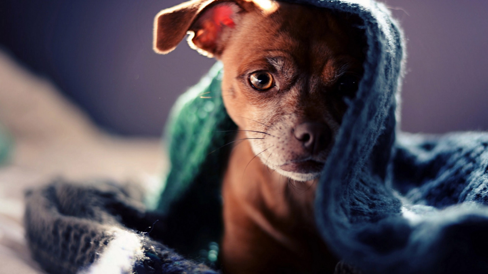 Wallpaper animals, blue, blankets, eye, puppy, close up, dog like