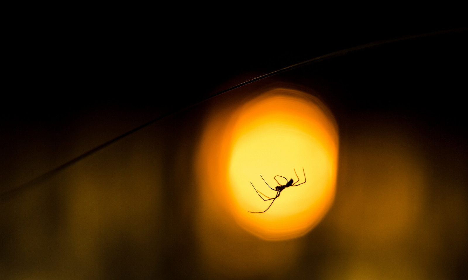 sollys, dyr, nat, afspejling, makro, gul, Sol, cirkel, atmosfære, lens flare, edderkop, Corona, lys, belysning, form, linje, mørke, computer tapet, atmosfære af jord, himmellegeme, makrofotografering