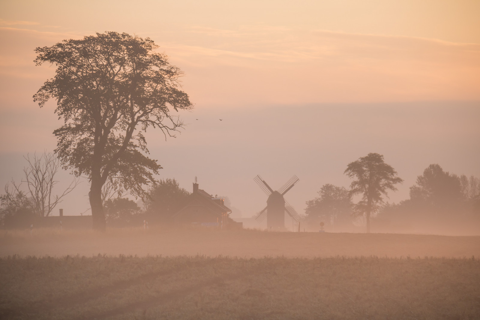 luce del sole, paesaggio, tramonto, natura, campo, Alba, sera, mattina, nebbia, orizzonte, crepuscolo, foschia, albero, nebbia, tempo metereologico, alba, Dimma, campagna, landsbygd, soluppg ng, s dersl TT, Landskap, Gryning, modello canoneos760d exif, geocountry, Marca fotocamera Canon, Geocity, modello di fotocamera canoneos760d, geostate, geolocalizzazione, Lente exif efs18200mmf3556is, apertura exif 56, exif fare canon, exif ISOSPEED 160, exif focalLength 145 millimetri, Morgon, pianura, prateria, area rurale, ambiente naturale, fenomeno atmosferico, savana