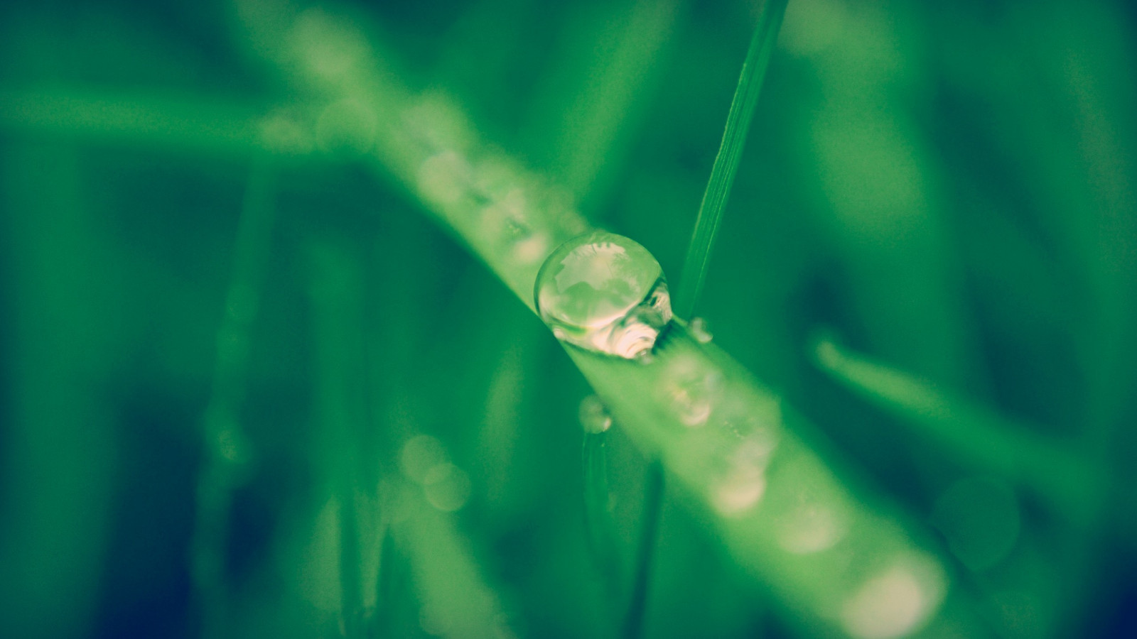 Sonnenlicht, Wasser, Gras, Pflanzen, Fotografie, Wassertropfen, Makro, Grün, Unterwasser, Tau, Licht, Blatt, Blume, Computer-Tapete, Atmosphäre der Erde, Nahansicht, Makrofotografie, Feuchtigkeit