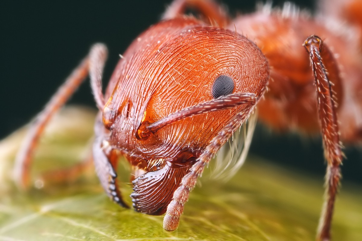 ธรรมชาติ, การถ่ายภาพ, แมลง, บิน, สัตว์ป่า, ศัตรูพืช, 1200x800 px, ใกล้ชิด, การถ่ายภาพมาโคร, สัตว์ที่ไม่มีกระดูกสันหลัง, สัตว์ขากรรไกร, ข้อผิดพลาดที่แท้จริง