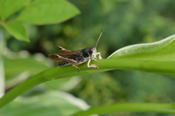 grasshopper,insect,leaf