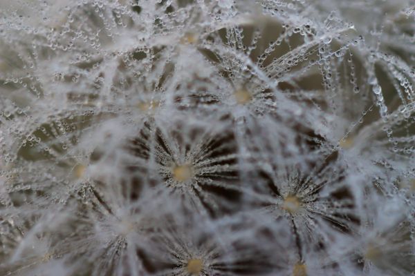 water,nature,macro,branch,snow,winter