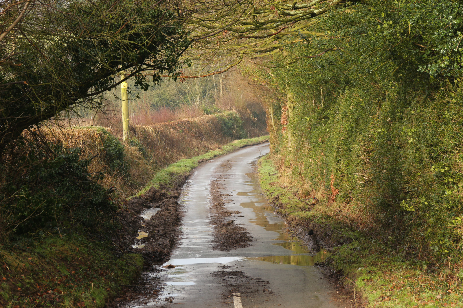 Wallpaper rural, lane, winter, staffs, England, outdoors, butterton