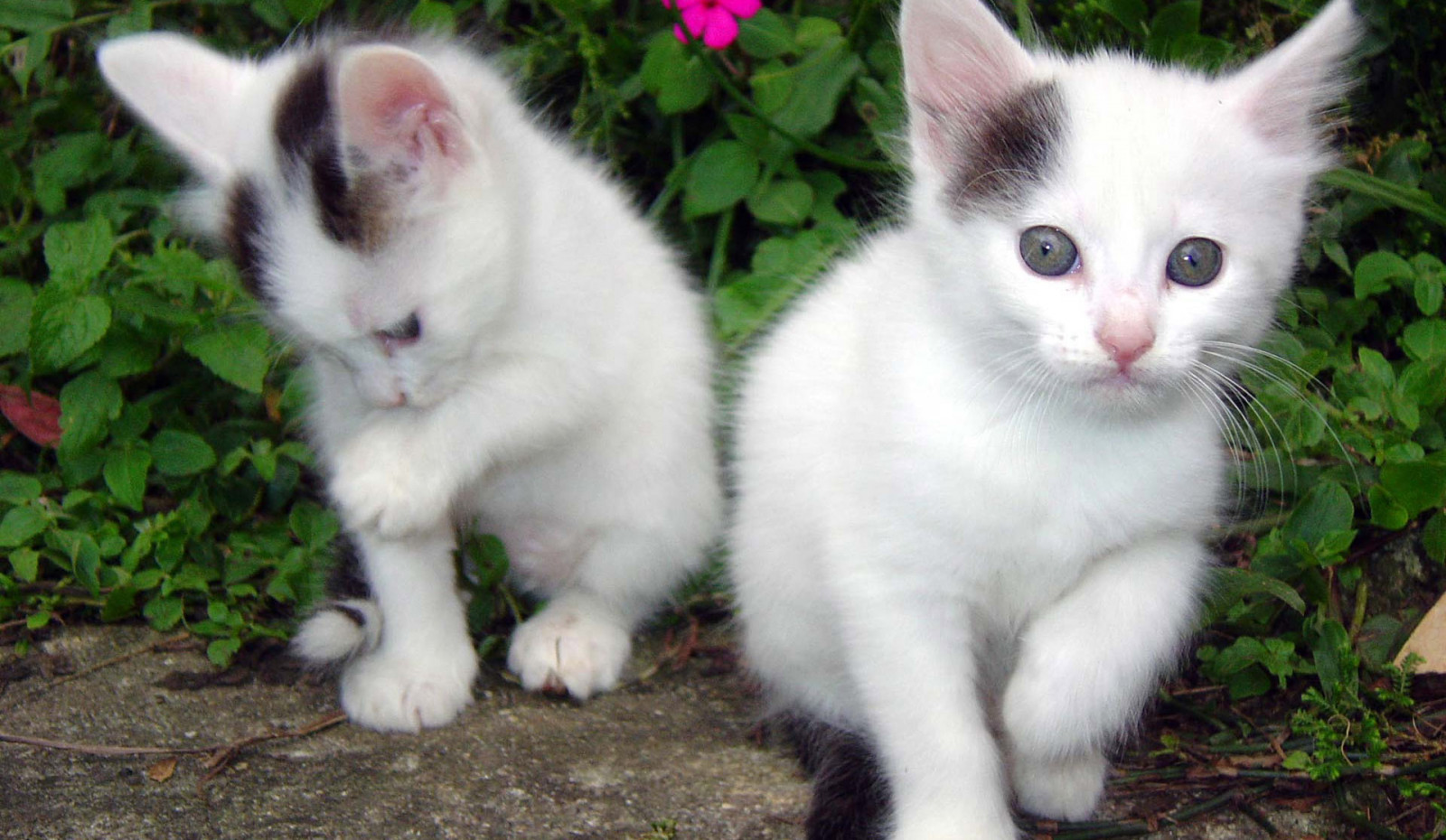 kočka, koťata, kníry, kočky, kotě, fauna, kočka jako savci, čenich, malé až středně velké kočky, domácí krátké vlasy kočka, Evropská krátkosrstá, ragdoll, kočička, 1920x1116 px, turecká angora, khao Manee, turečtina van, Krásné obrázky na ploše, Obrazy koček, Fotografie koček, Kočky tapety, Cutties, Kočičí obrázky, na zdi, Pussycats, aegean cat