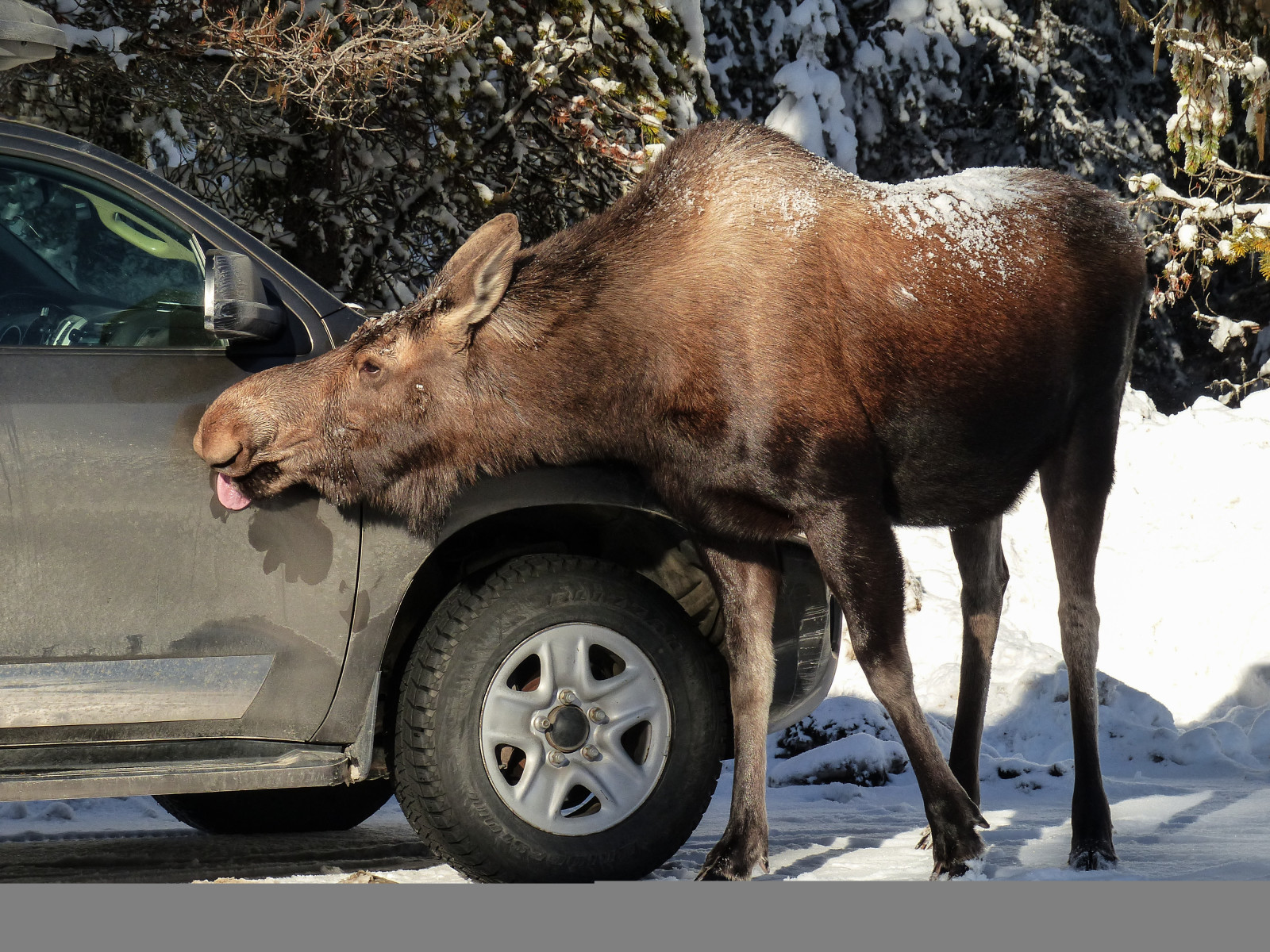 træer, Skov, efterår, natur, bil, køretøj, dyreliv, Canada, Alberta, elg, dyr, efterår, vild, kvinde, Lumix, fauna, pattedyr, fz200, Kananaskis, kvæg som pattedyr, alle rettigheder forbeholdes, snowcovered, annkelliott, vildt dyr, kcountry, smithdorrien, deerfamily, meget store, alcesalces, likewinter, anneelliott, genusalces, familycervidae, wofcalgary, beinglickedforsalt, subfamilycapreolinae, anneelliott2014, wildscreenarkive