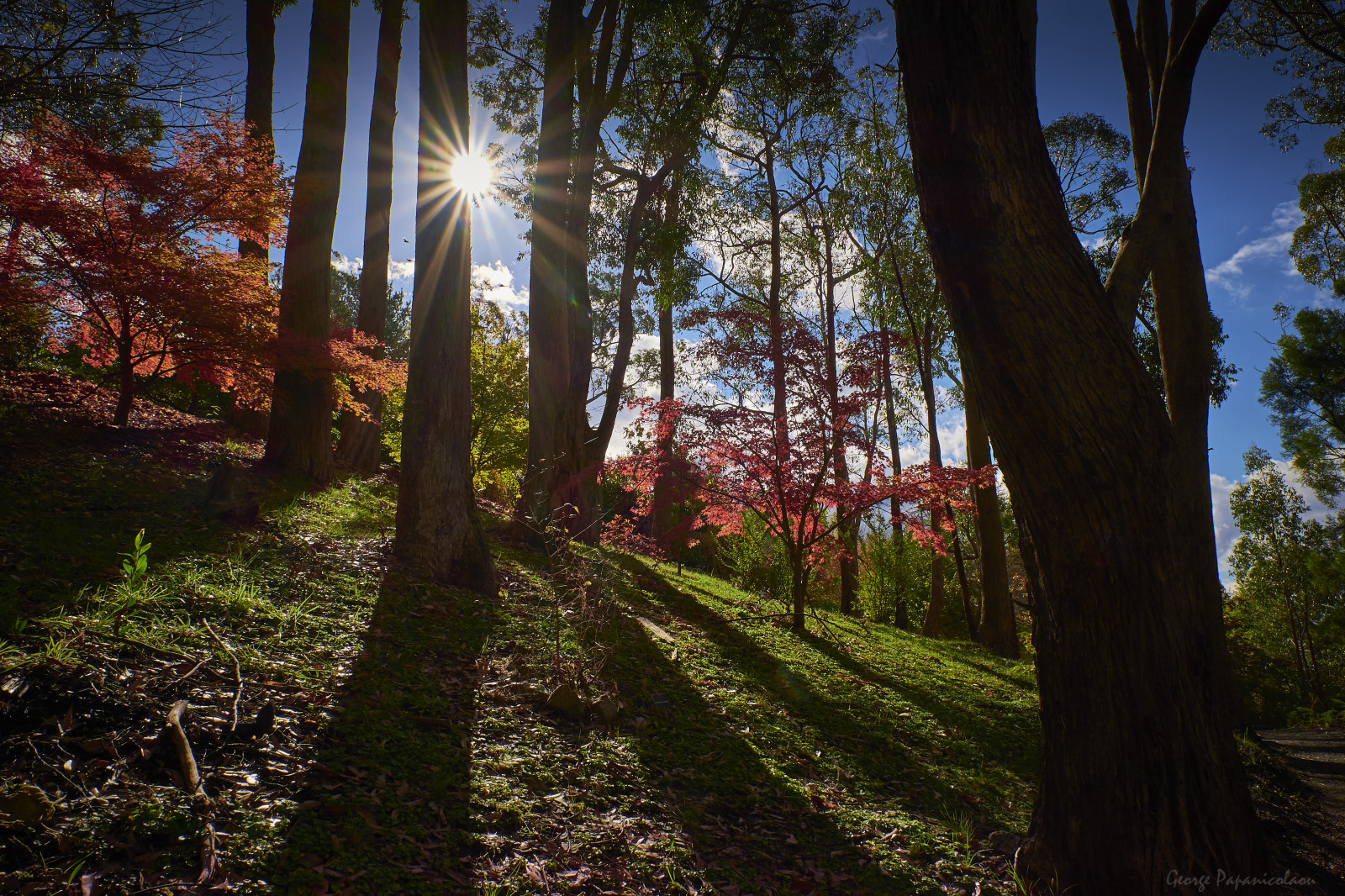 Wallpaper sunlight, landscape, fall, nature, grass, sky, branch