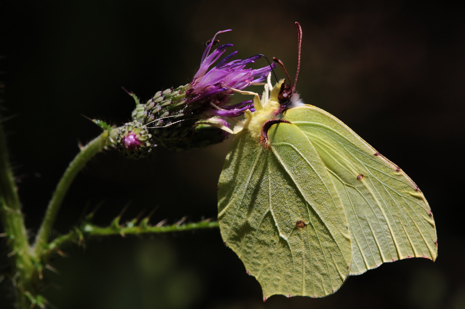 makro, motýl, hmyz, Volně žijících živočichů, mol, květ, rostlina, flóra, schmetterling, canoneos5dmarkiii, makro fotografie, bezobratlý, členovců, nektar, opylovači, můry a motýli, Pieridae, štětec footed motýl, Spaf180mmf35dildifmacro11