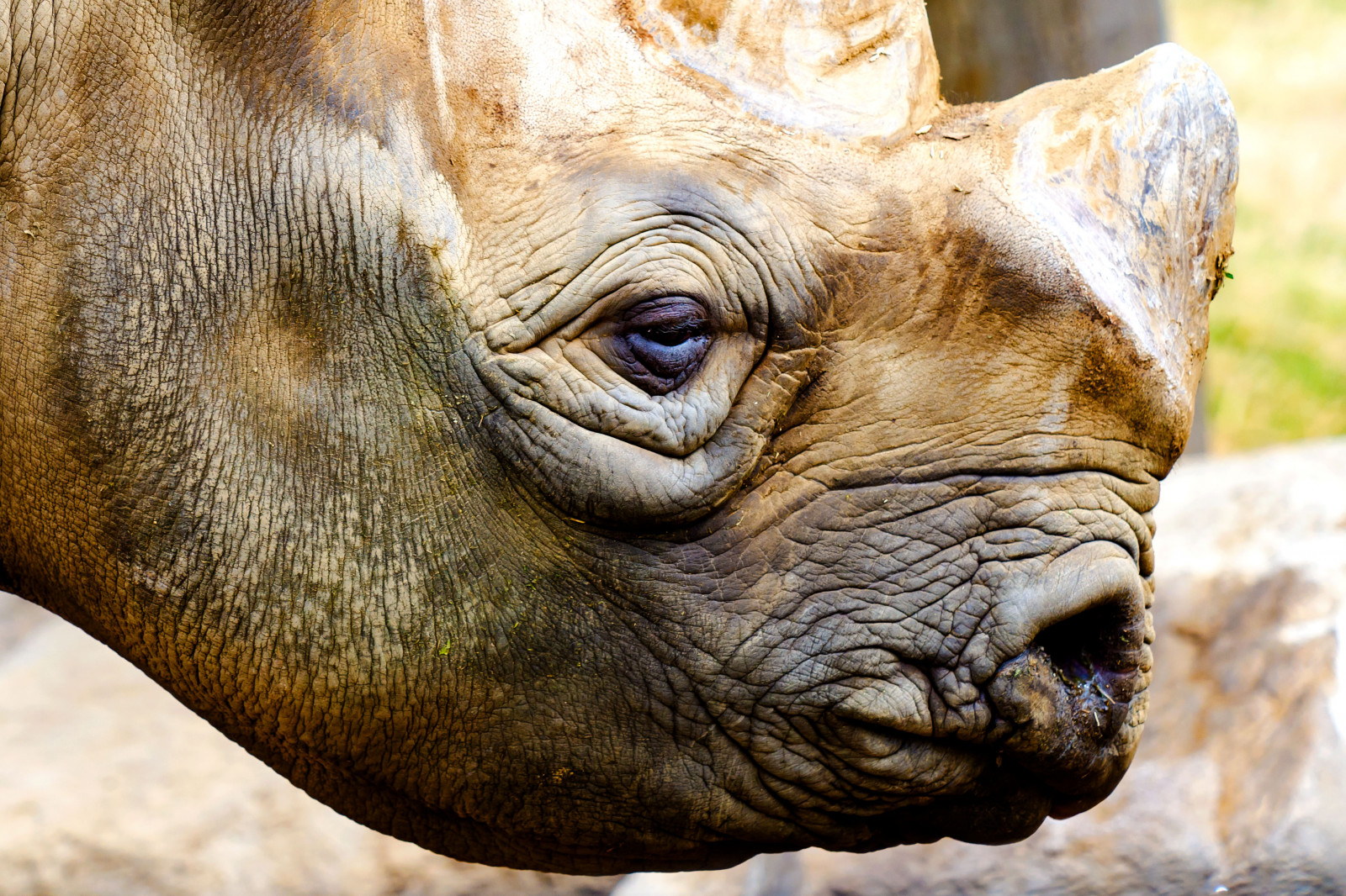 Japonsko, stvoření, Příroda, park, Volně žijících živočichů, Nikon, nos, zoologická zahrada, bokeh, jaro, Yokohama, nosorožec, hlava, zvíře, venkovní, oko, D7000, Kanagawa, březen, fauna, savec, roh, zblízka, čenich, organismus, nosorožec, nikonclubit, Asahiward, Zoorasie, Yokohamazoologicalgardens, Afsvrzoomnikkored70200mmf28g if, Nikonafsvrzoomnikkored70200mmf28g if, Hia2017, Blackrhinoceros, Hookedlippedrhinoceros, terrestrial animal