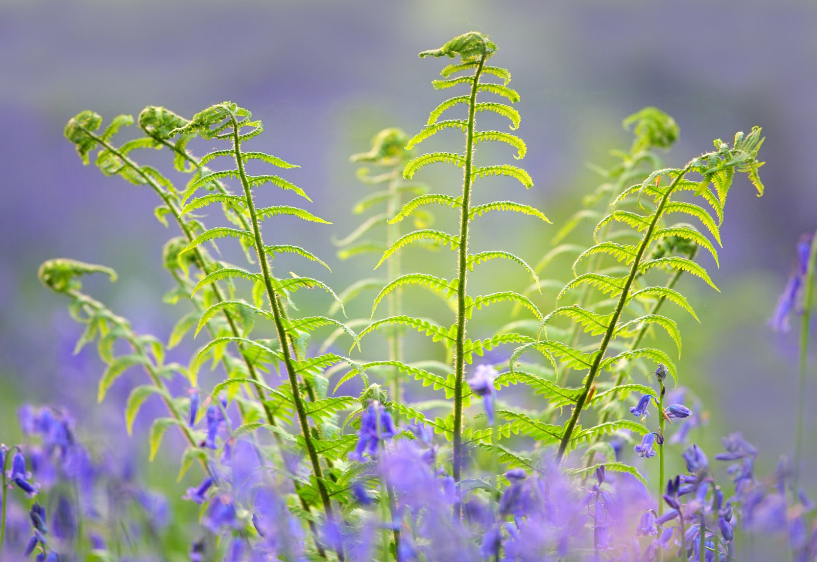 ธรรมชาติ, หญ้า, พืช, ฟิลด์, ลาเวนเดอร์, สมุนไพร, ดอกไม้, ปลูก, พืช, ทุ่งหญ้า, ดอกไม้ป่า, ทุ่งหญ้า, พฤกษศาสตร์, โรงงานที่ดิน, พืชดอก, การถ่ายภาพมาโคร, ครอบครัวหญ้า, ต้นกำเนิด, ภาษาอังกฤษลาเวนเดอร์