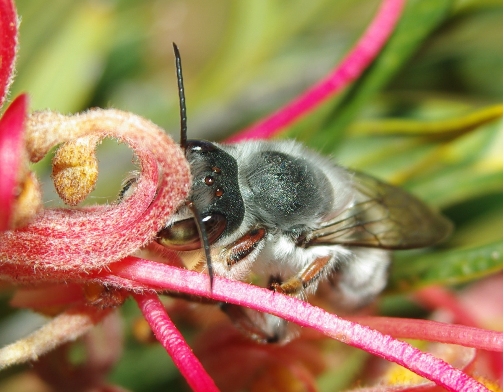 Wallpaper : insect, grass, plant 1793x1399 - CoolWallpapers - 1047180 ...