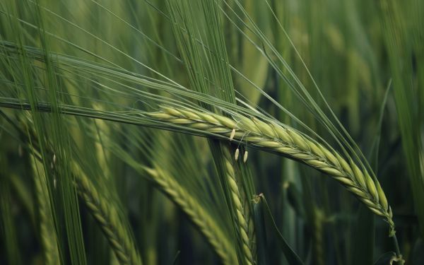 1920x1200 px,fields,nature,green,macro,plants
