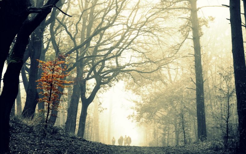 luce del sole, alberi, persone, natura, foresta, inverno luce del sole, alberi, persone, natura, foresta, inverno