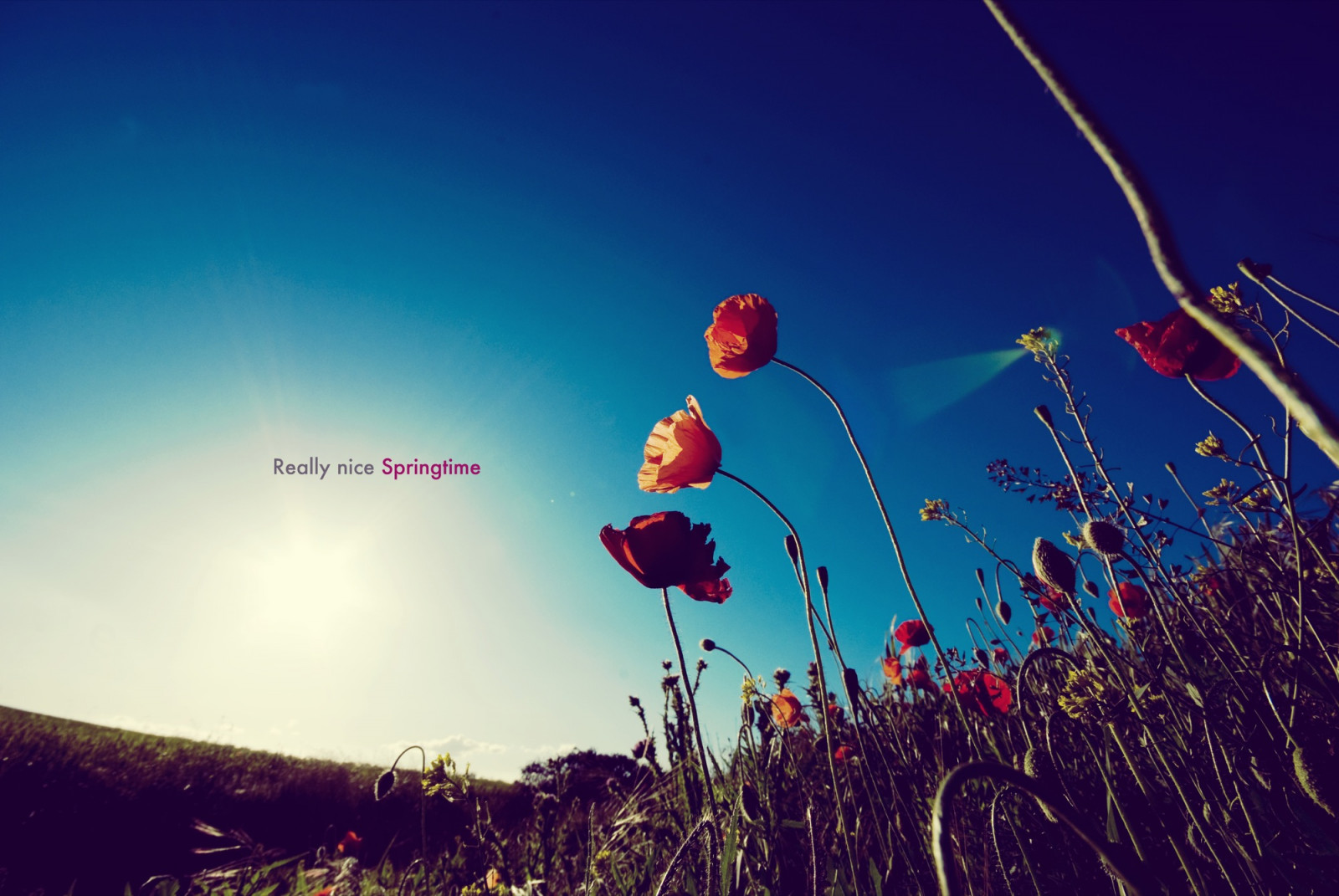 květiny, modrý, Červené, verde, zelená, azul, rojo, pentax, Javier, Martinez, jaro, Amapolas, Jaro, avedillo, K200D, jmavedillo