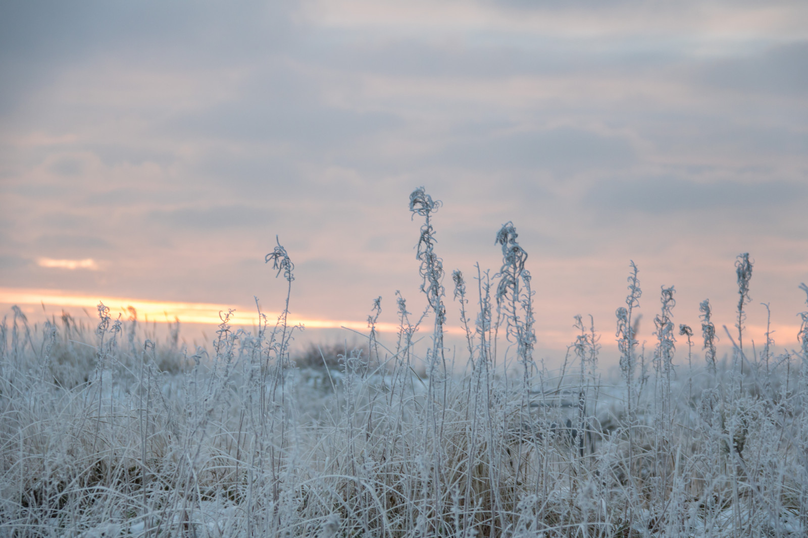 sollys, solnedgang, natur, græs, himmel, sne, vinter, solopgang, is, kold, aften, morgen, frost, vind, horisont, skumring, rime, Fryser, Sky, træ, vejr, daggry, sæson, vinter, Kallt, Skateholm, rimfrost, prærie, levested, atmosfærisk fænomen, græs familie