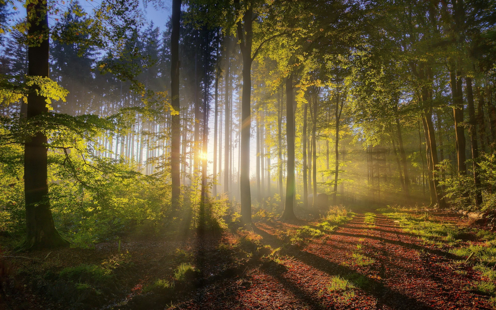 2560x1600 px, les, HDR, krajina, přirozené osvětlení, Příroda, cesta, slunečnímu záření, západ slunce