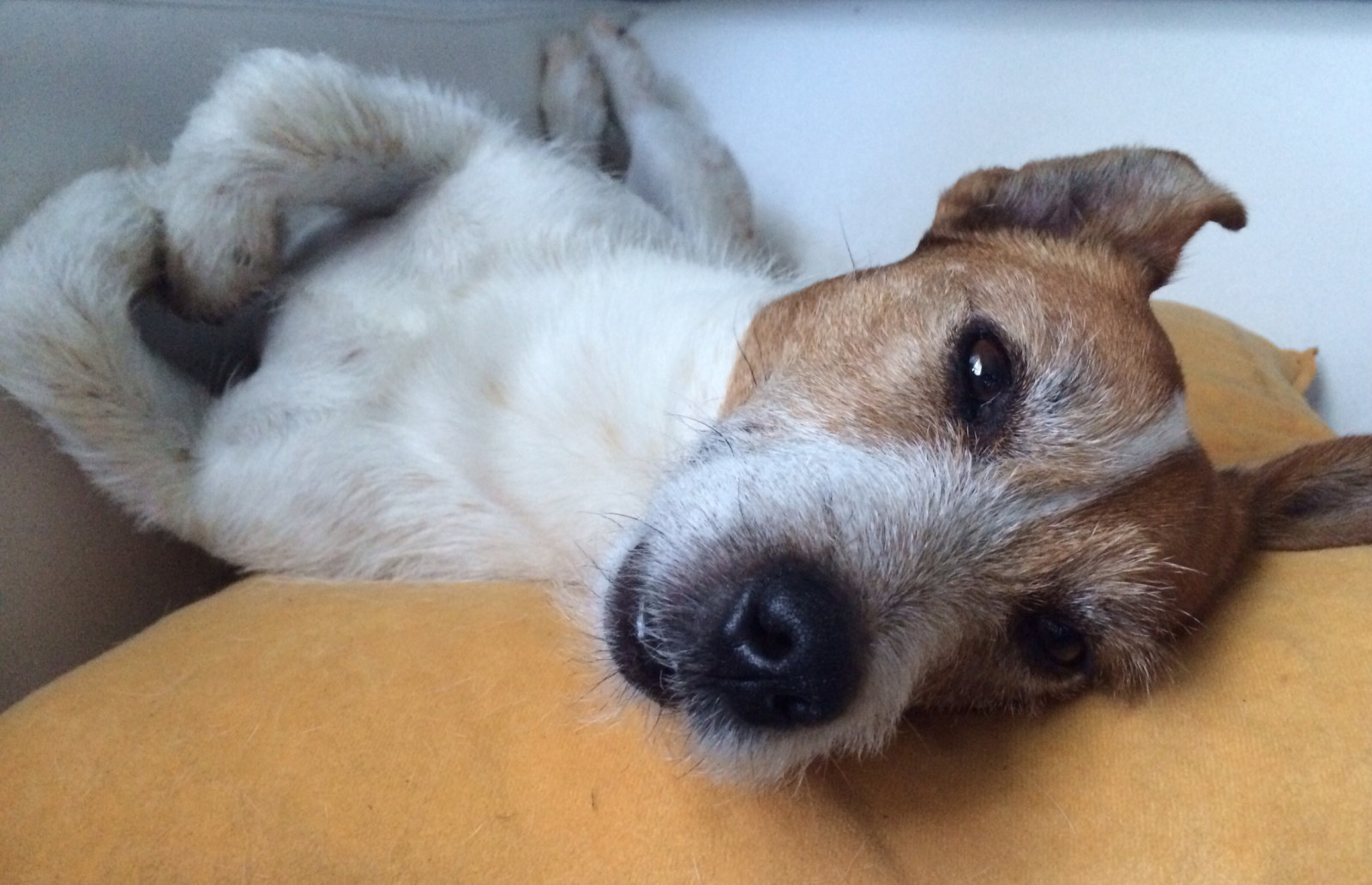 Pes, kníry, Zvedák, Domácí mazlíčci, zvíře, štěně, psi, chien, čenich, pes jako savec, psí plemeno skupina, carnivoran, psí plemeno, teriér, JRT, jackrussell, pouliční pes, Russell teriér, Miniaturní foxteriér, companion dog, rare breed dog