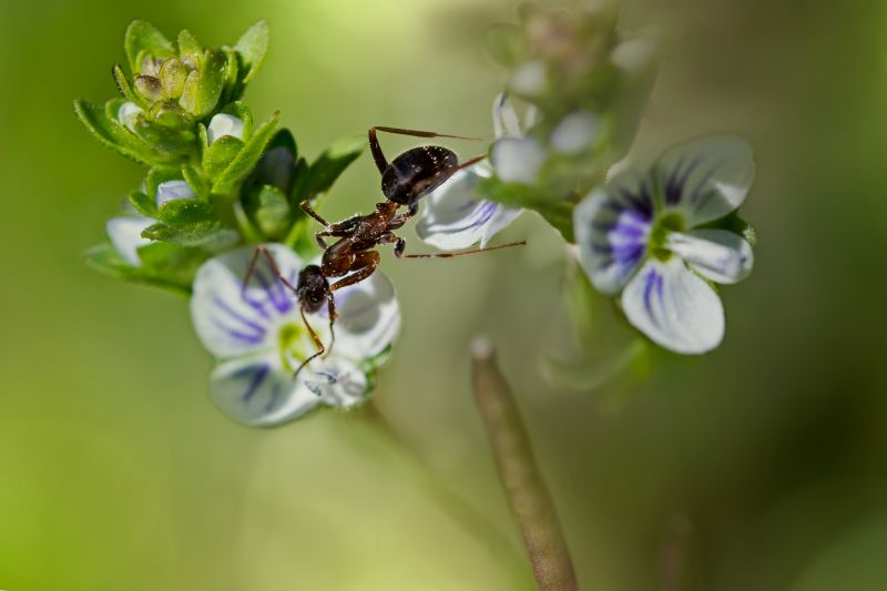 Příroda, fotografování, makro, větev, hmyz, detailní Příroda, fotografování, makro, větev, hmyz, detailní