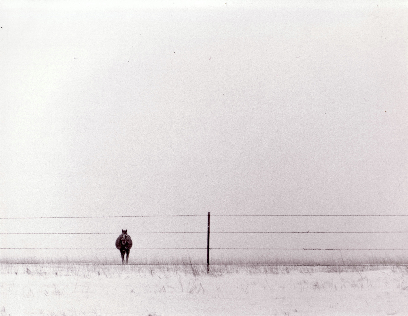 hvid, monokrom, hest, himmel, sne, vinter, horisont, hegn, Arctic, Fryser, Land, linje, snestorm, bravo, prærie, sort og hvid, monokrom fotografering, vinter storm, kansas, been1of100, 80points