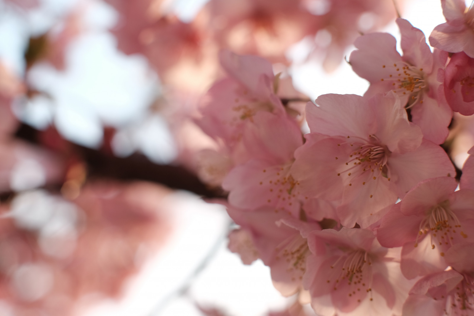 ญี่ปุ่น, อาหาร, ธรรมชาติ, สาขา, ผลไม้, ดอกซากุระ, เบ่งบาน, สีชมพู, ฤดูใบไม้ผลิ, โตเกียว, fujifilm, ดอกไม้, ปลูก, เชอร์รี่, ดอกซากุระ, กลีบดอก, ฟูจินอน, xf, ikegami, classicchrome, x, xf56mmf12r, xf56mm, xt1, mcex, mcex11, ikegamihonmonji, kawazuzakura, otaward, ผลิต, โรงงานที่ดิน, พืชดอก, ใกล้ชิด, การถ่ายภาพมาโคร