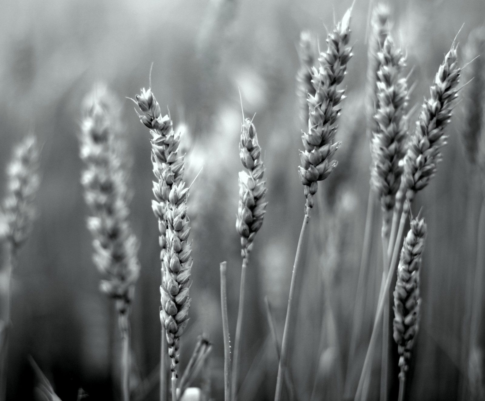 Příroda, pole, text, vzor, Kánon, Španělsko, letní, bokeh, značka, pšenice, 2010, 50mm, tělesné, materiál, design, čára, lovelymotherearth, ef50mmf14usm, Snímek obrazovky, 500D, font, odpoledne, Palencia, Top50, paulmarsh, 50f, 45f, 300V, 400v