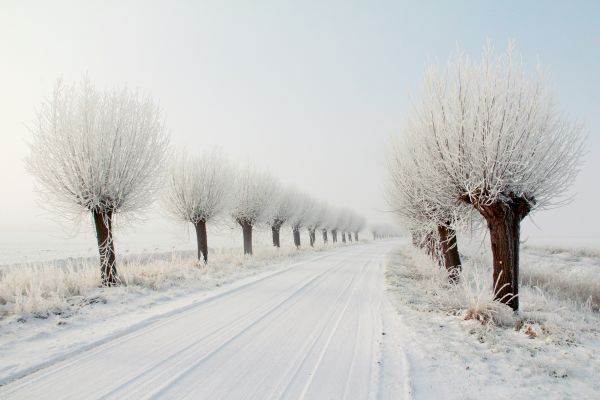 nature,winter,snow,cold,snowflakes,snowing