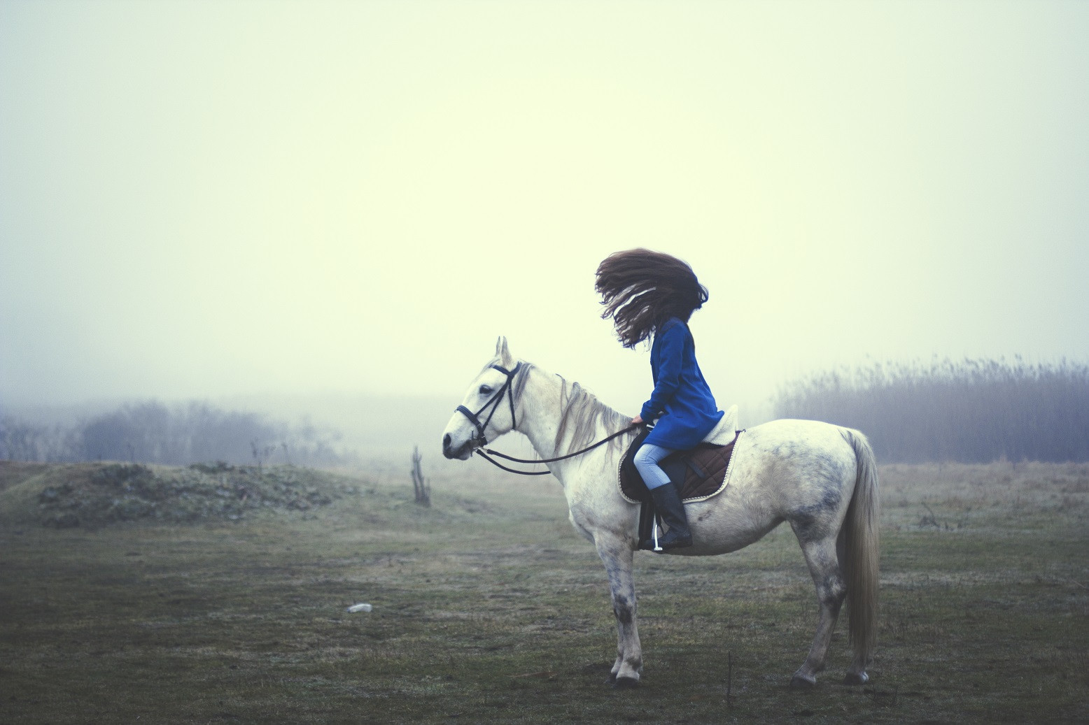 Wallpaper jumping, blue, Canon, hair, Eva, fog, equestrianism, animal