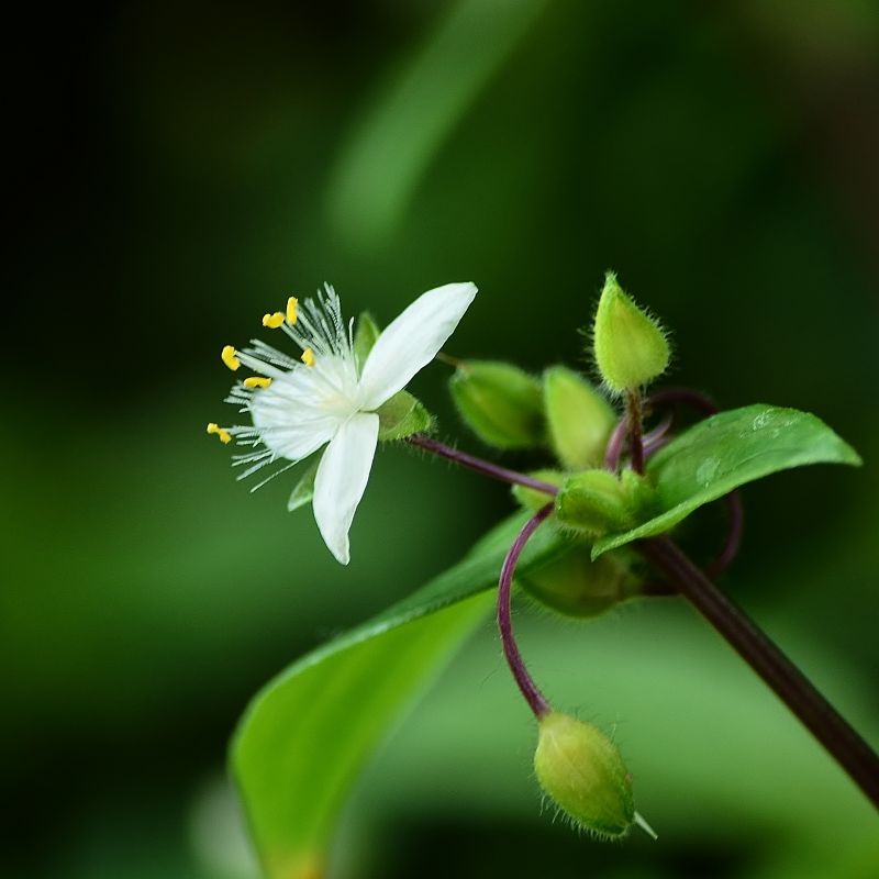 Japan, garden, branch, green, Nikon, blossom Japan, garden, branch, green, Nikon, blossom