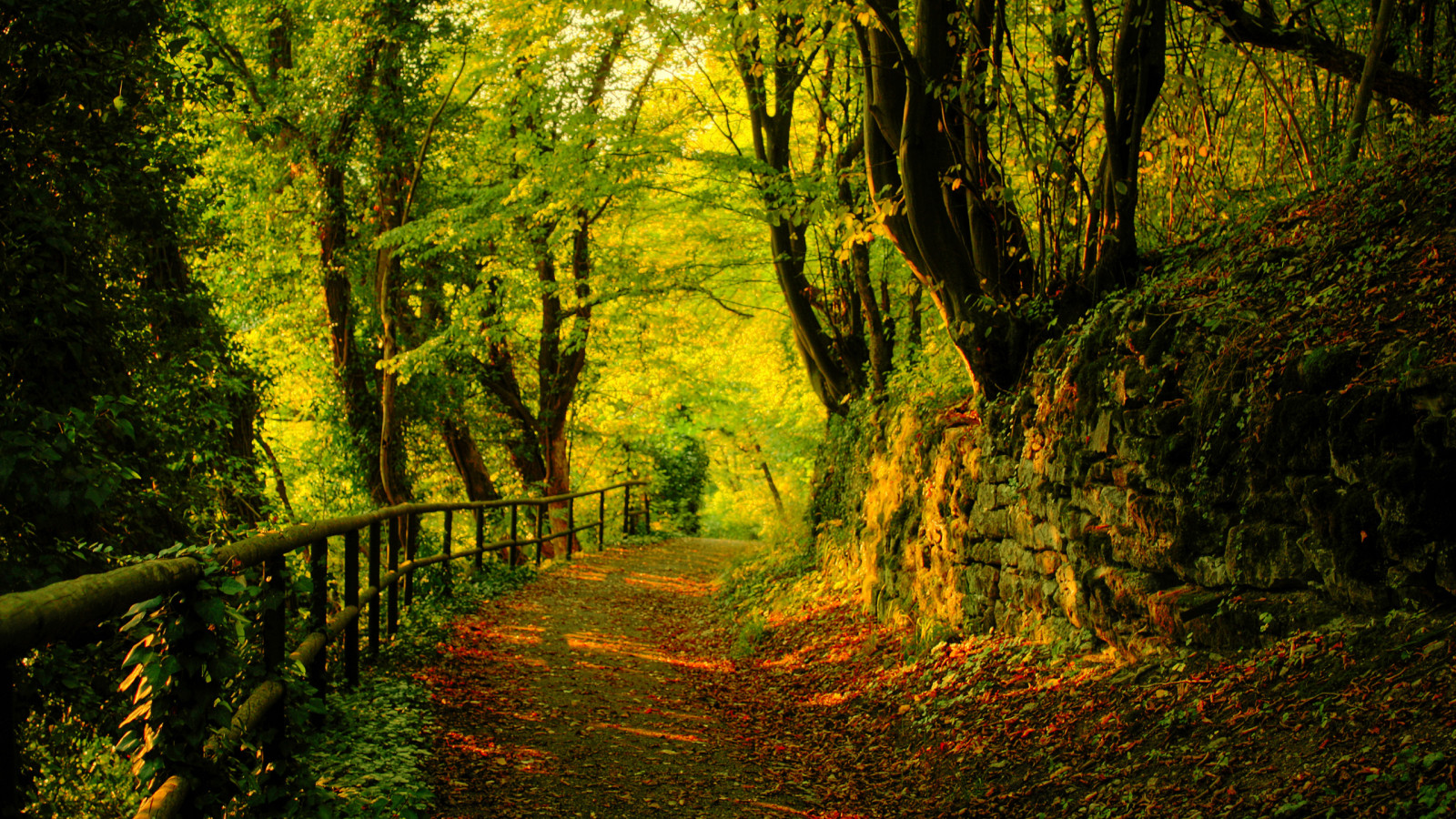 plant, People in nature, wood, tree, Natural landscape, trunk, twig, grass, deciduous, road, landscape, shade, rural area, Tints and shades, forest, grove, temperate broadleaf and mixed forest, woodland, old growth forest, Northern hardwood forest, shadow, valdivian temperate rain forest, plant stem, flowering plant, temperate coniferous forest, path, jungle, trail, tropical and subtropical coniferous forests, autumn, wildlife, ART