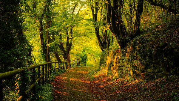 plant,People in nature,wood,tree,Natural landscape,trunk
