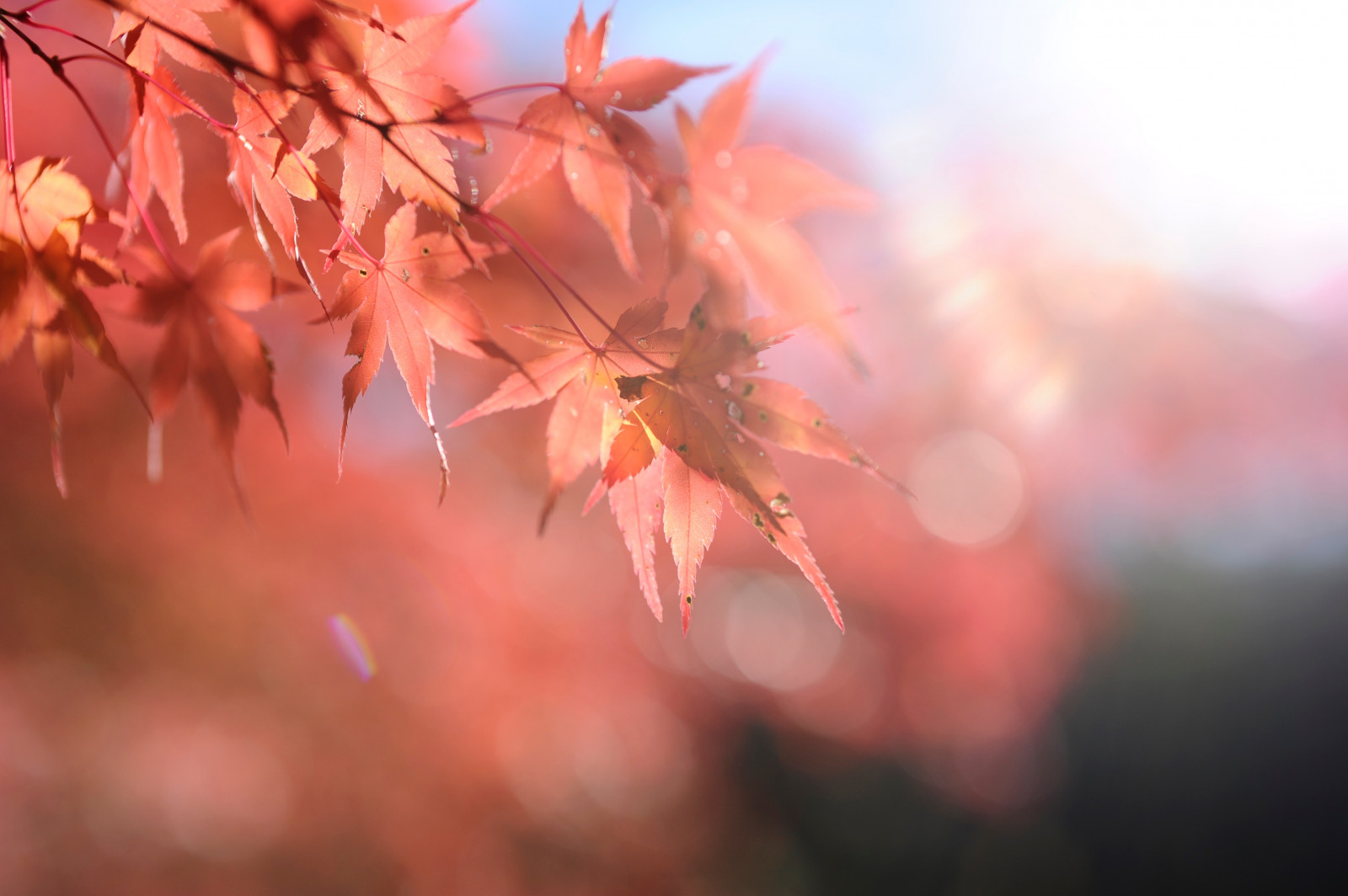 luce del sole, rosso, fotografia, ramo, Toyota, Nikon, fiorire, rosa, colore, albero, autunno, foglia, fiore, pianta, stagione, flora, petalo, D3S, pianta legnosa, avvicinamento, fotografia macro, autumncolors, acero, foglia di acero, aichi, autumntints, obara, sigma50mmf14exdghsm, washinofurusato, obarapaperartmuseum