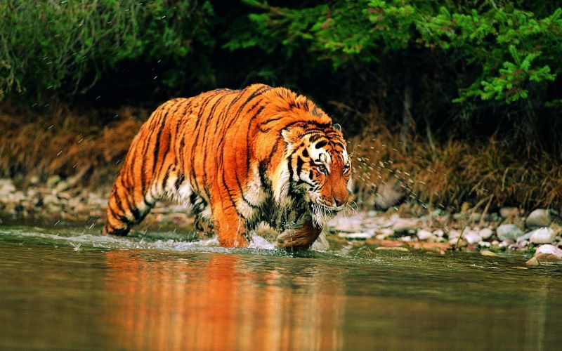 zvěř, tygr, řeka, Volně žijících živočichů, velké kočky, zoologická zahrada zvěř, tygr, řeka, Volně žijících živočichů, velké kočky, zoologická zahrada