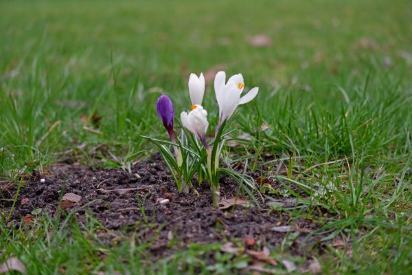 Spring Mountains,crocus