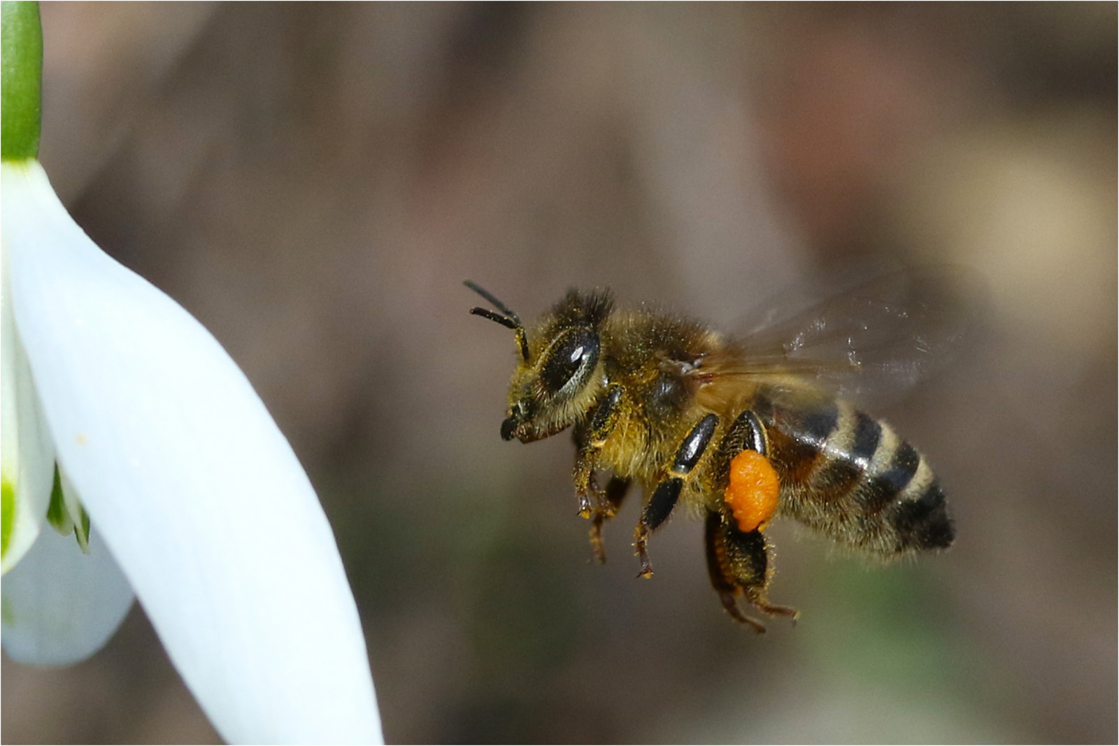 Bees Insect Spring Wallpaper : 17thfebruary2017, spring, pollen, flying, insect, Bee ...