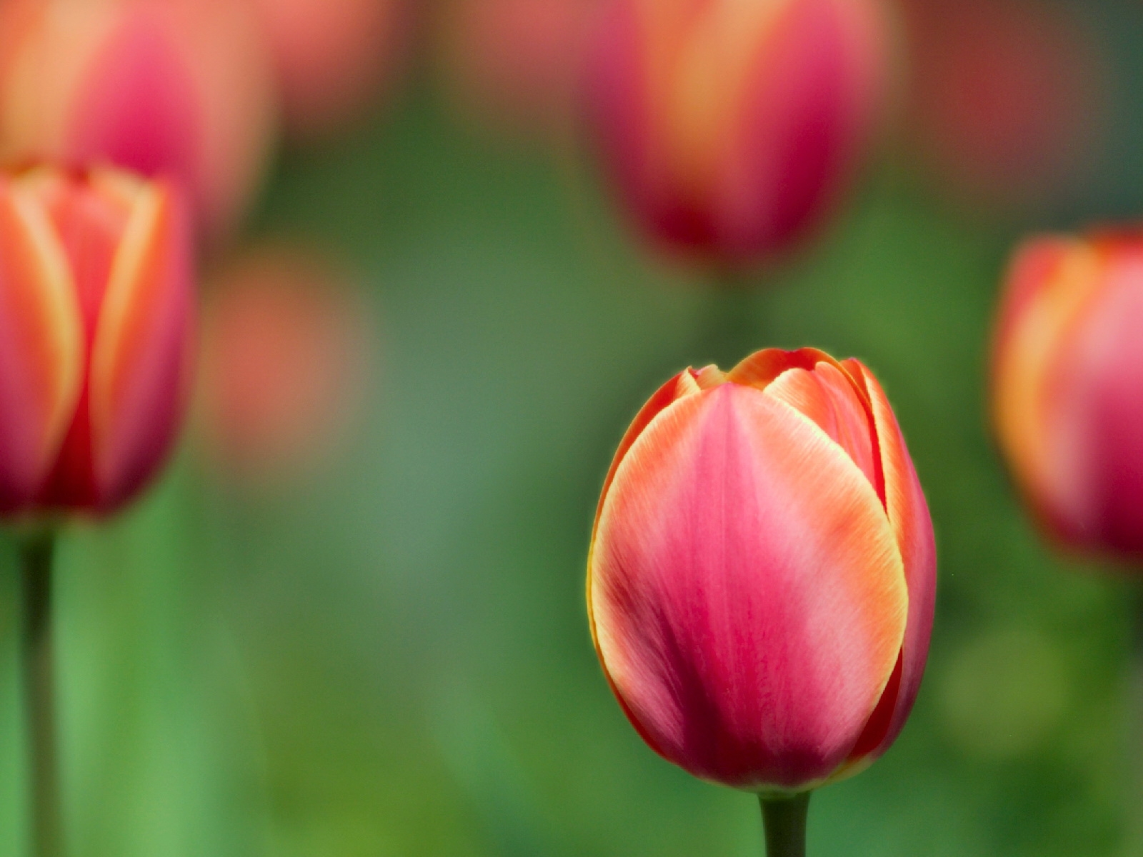fleurs, rouge, Tulipes, flou, rose, fleur, plante, tulipe, bourgeon, pétale, Plante terrestre, plante à fleurs, fermer, Photographie macro, Tige de plante, Famille Lily