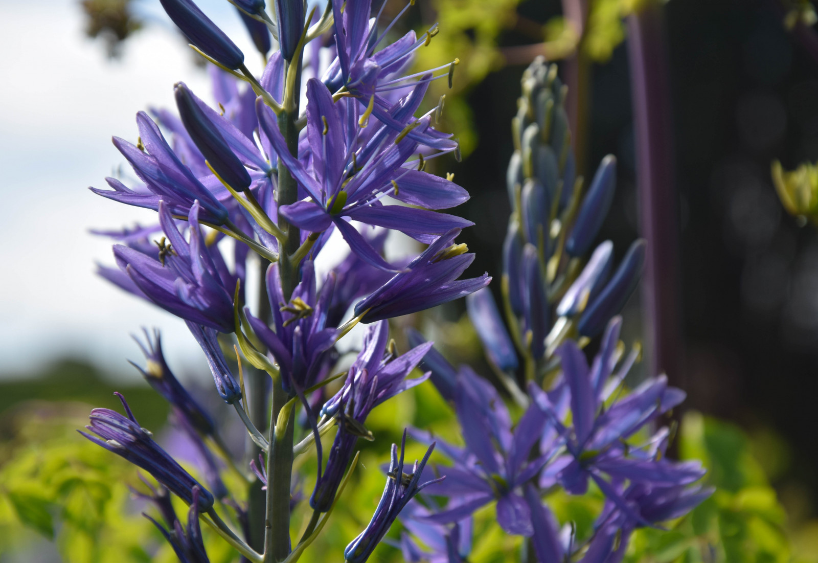 květiny, město, městský, park, zelená, levandule, květ, Švédsko, bylina, strom, květ, rostlina, venkovní, pták, Třešňový květ, flóra, Malmo, Pildammsparken, divoká rostlina, botanika, suchozemská rostlina, kvetoucí rostlina, angličtina levandule