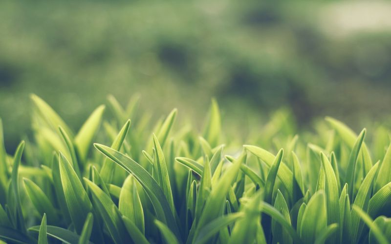 sunlight, nature, grass, branch, green, field sunlight, nature, grass, branch, green, field